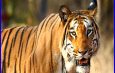 अंतर्राष्ट्रीय बाघ तस्कर को 5 वर्ष की सजा