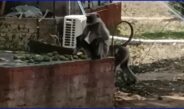 देखिए काले मुंह के बंदर सिवनी जिले के पेंच नेशनल पार्क में खा रहे हैं पेड़ से तोड़कर आम . . .