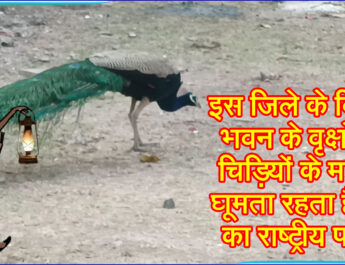 इस जिले के विश्राम भवन के वृक्षों पर चिड़ियों के मानिंद घूमता रहता है देश का राष्ट्रीय पक्षी!