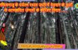 तमिलनाडू के पर्यटन स्थल ऊटी में देवदार के वृक्षों से आच्छादित जंगलों के कीजिए दीदार . . . @OOTY