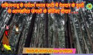 तमिलनाडू के पर्यटन स्थल ऊटी में देवदार के वृक्षों से आच्छादित जंगलों के कीजिए दीदार . . . @OOTY