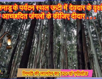 तमिलनाडू के पर्यटन स्थल ऊटी में देवदार के वृक्षों से आच्छादित जंगलों के कीजिए दीदार . . . @OOTY