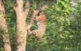 बाघ से बचने पेड़ पर चढ़ा तेंदुआ भागा सरपट और उसके बाद . . . @PENCH_NATIONAL_PARK