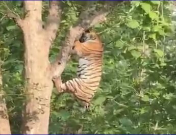 बाघ से बचने पेड़ पर चढ़ा तेंदुआ भागा सरपट और उसके बाद . . . @PENCH_NATIONAL_PARK