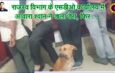 राजस्व विभाग के एसडीओ कार्यालय में आवारा श्वान ने डाला डेरा, फिर . . . #seoni